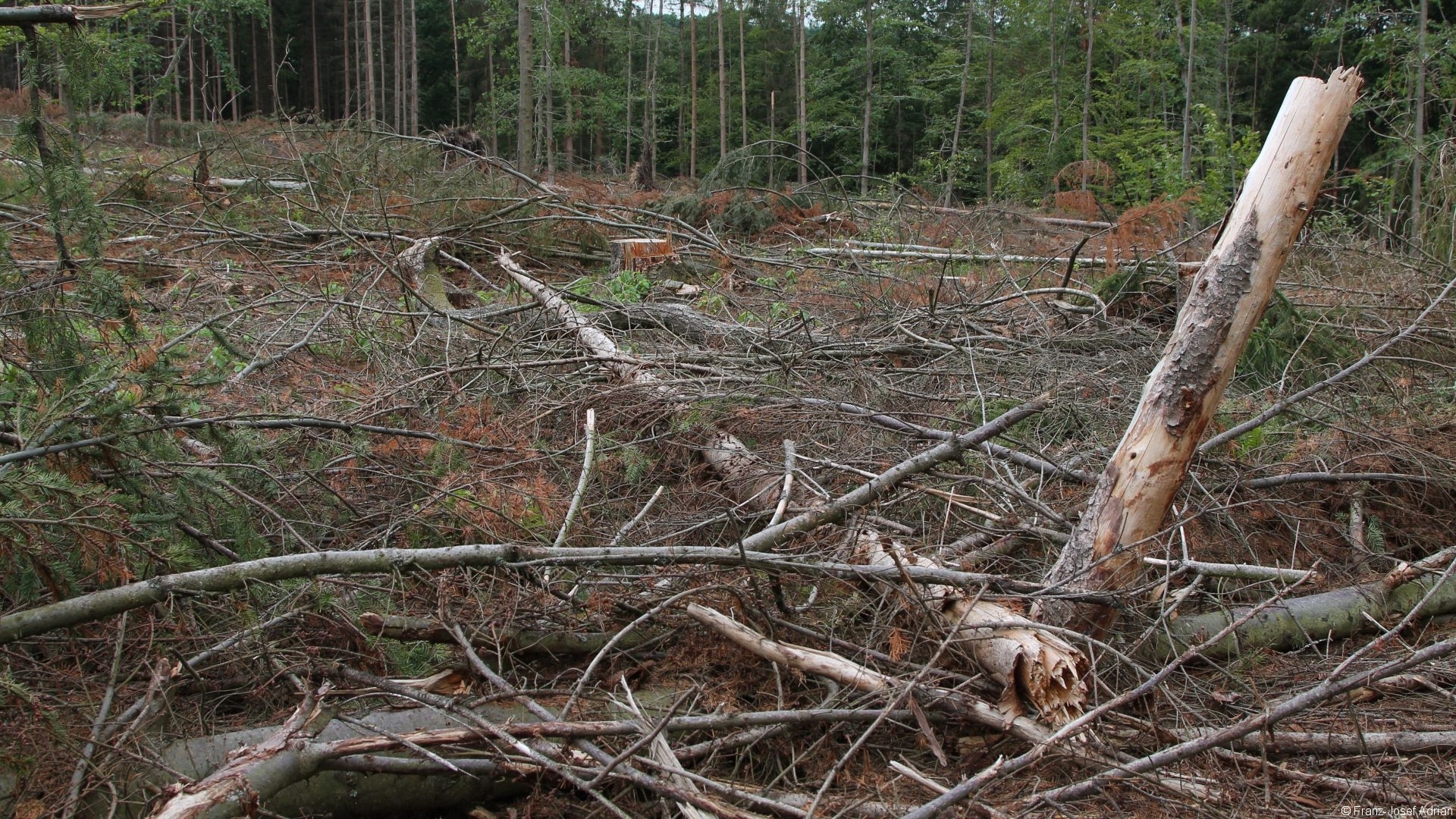 Kahlschlag_Nationalpark_10