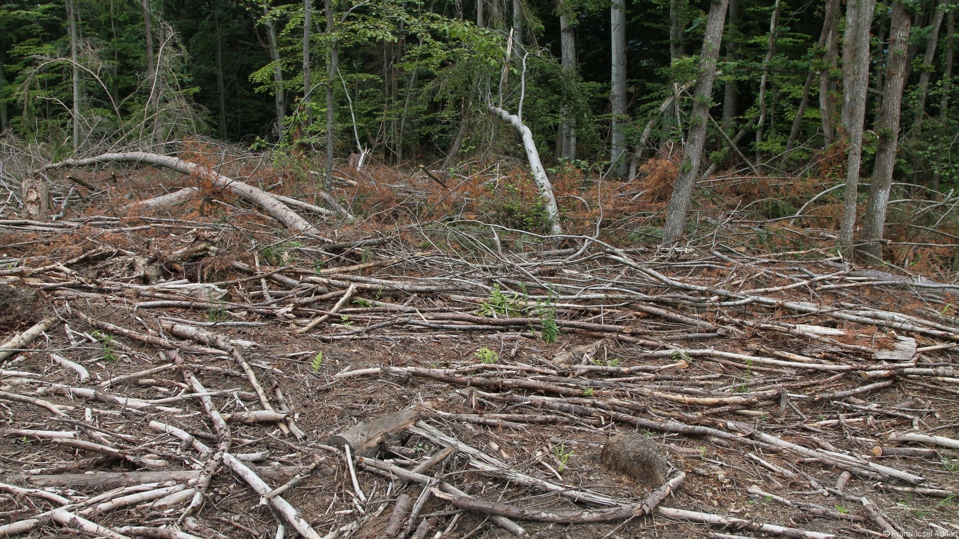 Kahlschlag_Nationalpark_12