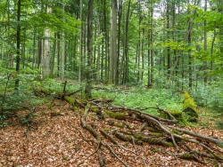 uralte liegende Biotopbäume