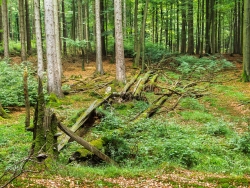 Biotopbäume und Naturverjüngung