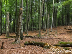 5 stehende Biotopbäume, eng beieinander