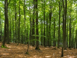 Naturwald im Sonnenschein