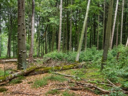 Totholz und Naturverjüngung