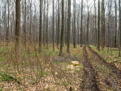 Rückegasse mit Baumstumpf