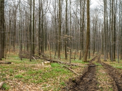 Rückegasse mit Baumstumpf