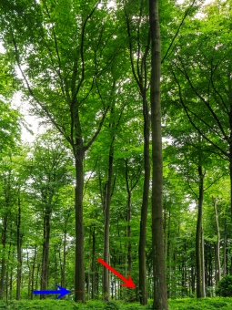 Z-Baum links (blauer Pfeil), angeblicher Bedränger rechts (roter Pfeil)