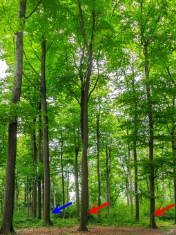 Z-Baum links (blauer Pfeil), 2 angebliche Bedränger rechts (rote Pfeile)