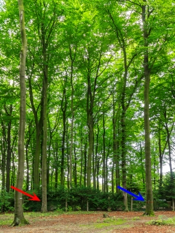 angeblicher Bedränger links (roter Pfeil), Z-Baum rechts (blauer Pfeil)