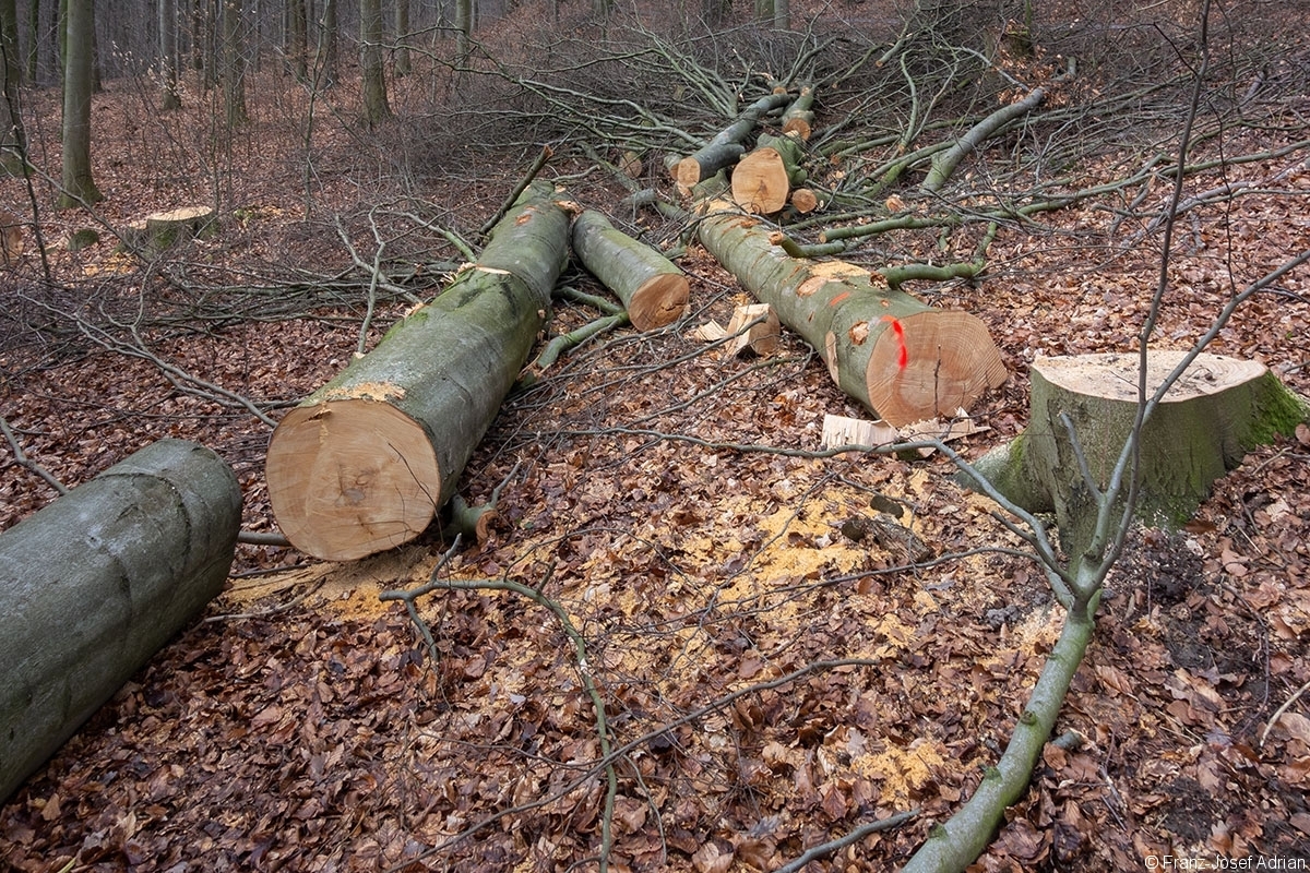 Schweineberg_Durchforstung_01