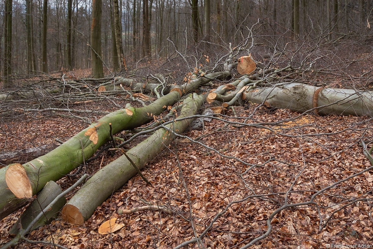 Schweineberg_Durchforstung_02