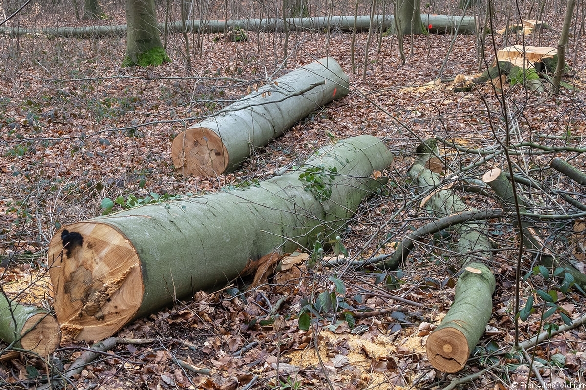 Schweineberg_Durchforstung_03