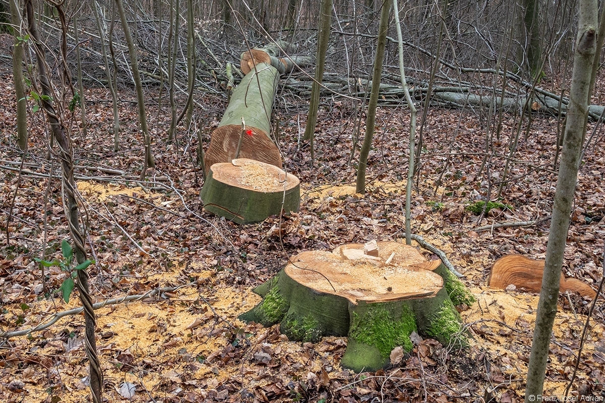 Schweineberg_Durchforstung_04