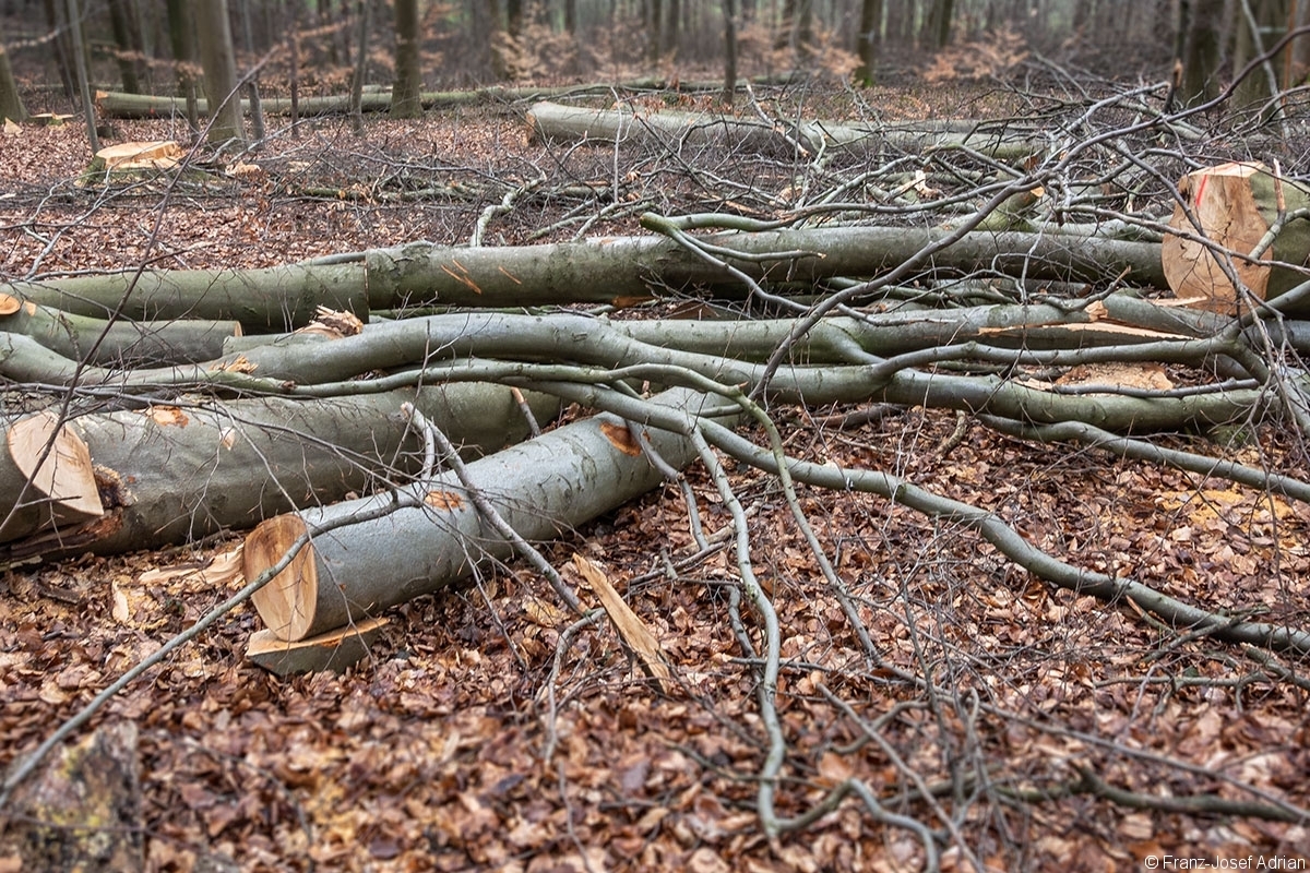 Schweineberg_Durchforstung_05