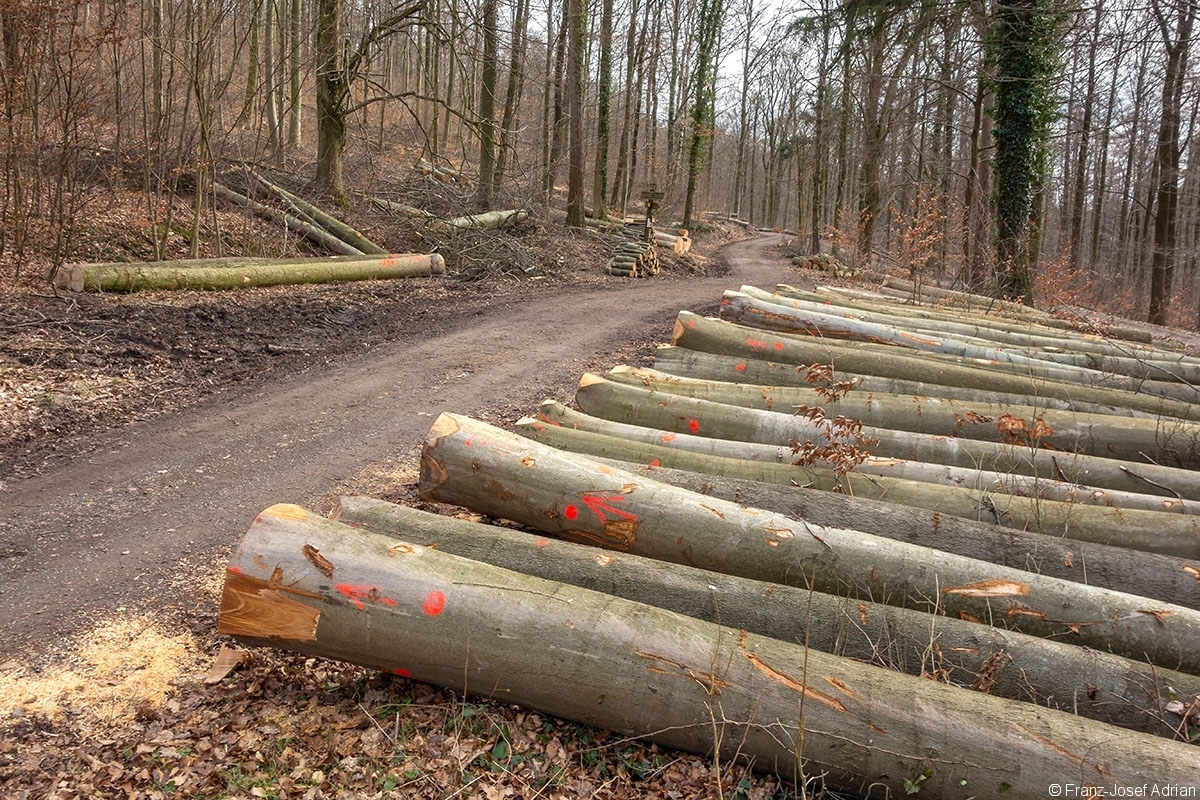 Schweineberg_Durchforstung_07