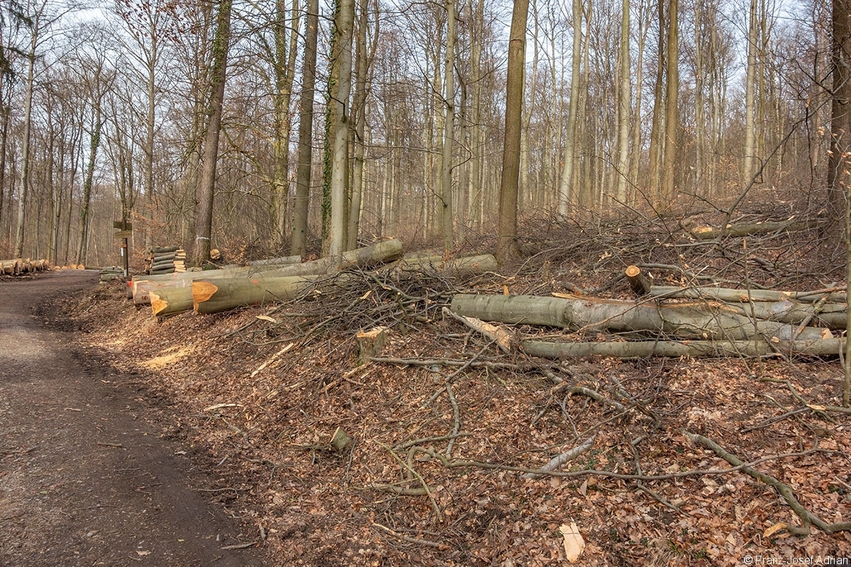 Schweineberg_Durchforstung_08