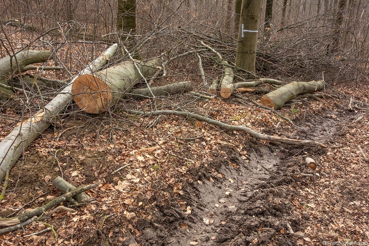 Schweineberg_Durchforstung_09