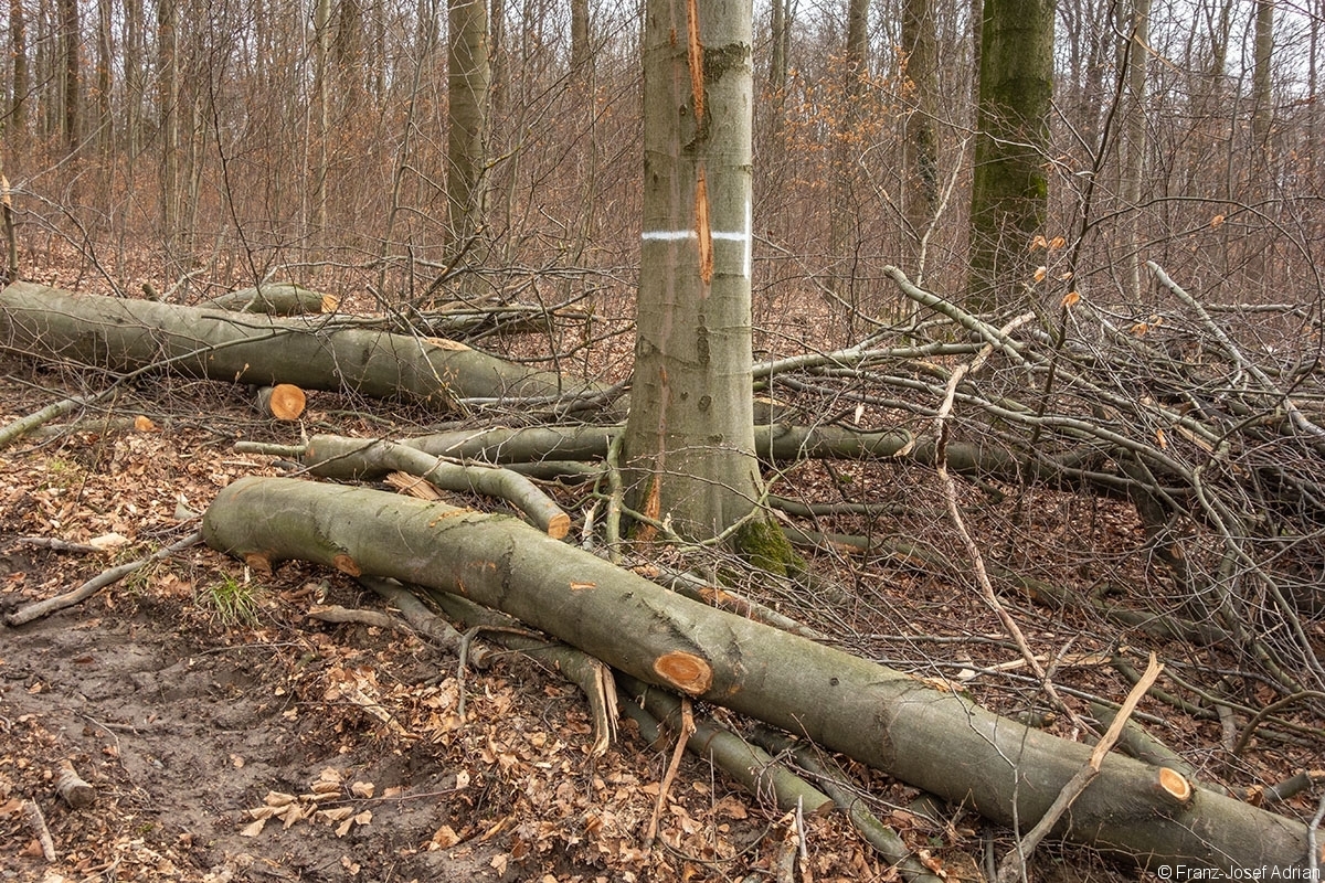 Schweineberg_Durchforstung_10