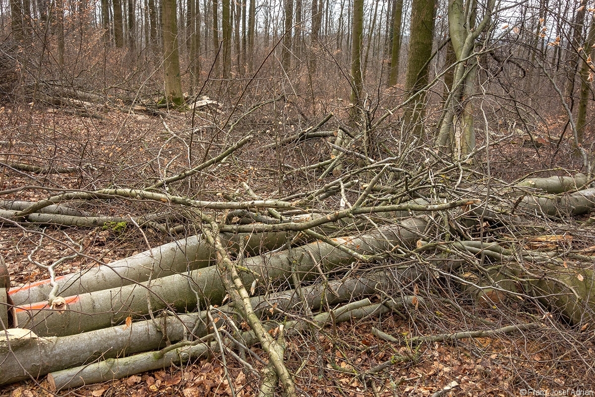 Schweineberg_Durchforstung_11