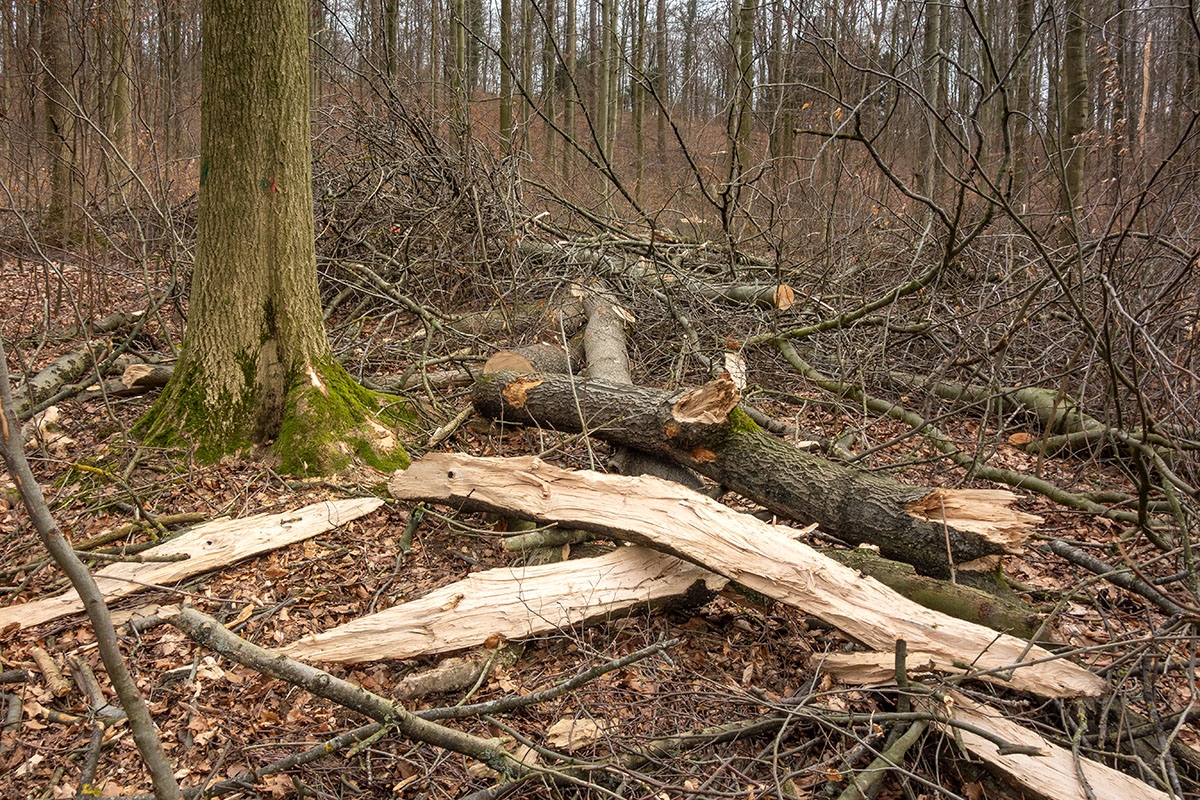 Schweineberg_Durchforstung_12