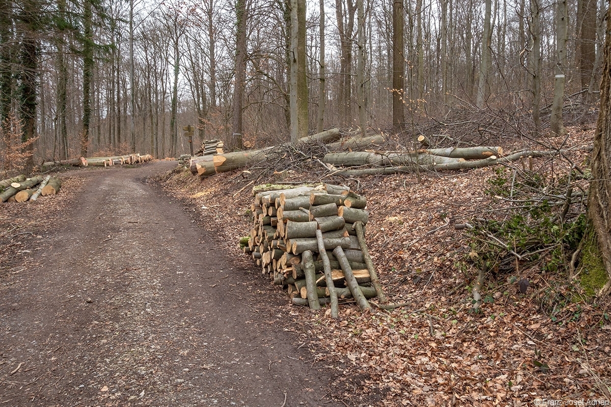 Selbstwerber_Schweineberg