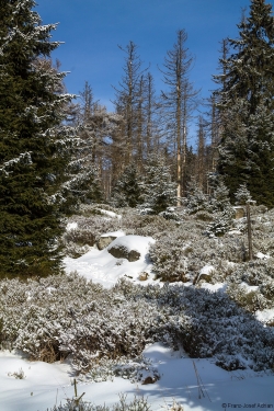 Brockenurwald am Eckerloch