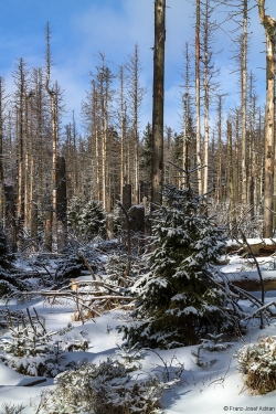 Brockenurwald am Eckerloch