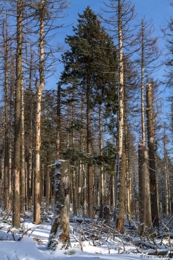 Brockenurwald am Eckerloch