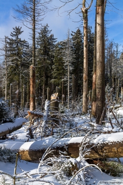 Brockenurwald am Eckerloch