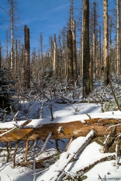 Brockenurwald am Eckerloch