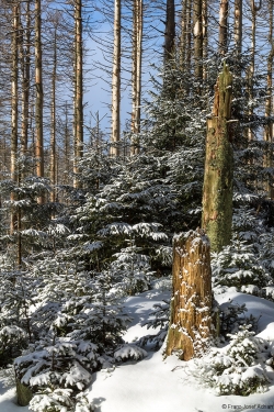 Brockenurwald am Eckerloch