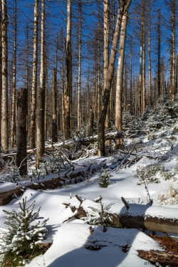 Brockenurwald am Eckerloch