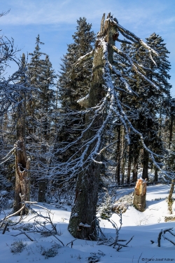 Brockenurwald am Eckerloch