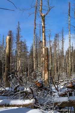 Brockenurwald am Eckerloch