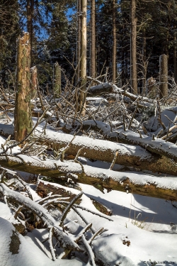 Brockenurwald am Eckerloch
