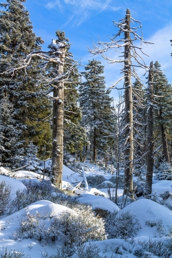 Brockenurwald am Eckerloch
