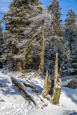 Brockenurwald am Eckerloch