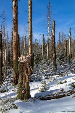 Brockenurwald am Eckerloch
