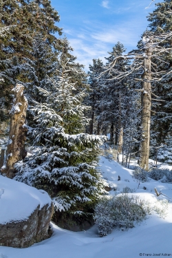 Brockenurwald am Eckerloch