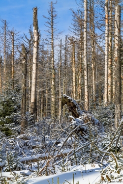 Brockenurwald am Eckerloch