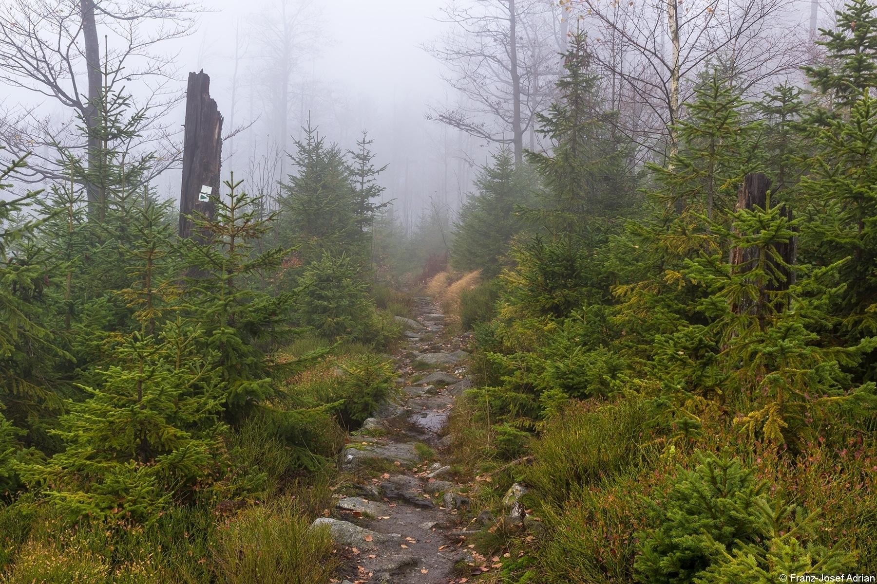 Lusensteig im alten Teil des Nationalparks Bayerischer Wald