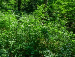Verjüngungskegel aus Eichen