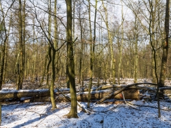 2 gefällte Eichen an der Ebersbachstraße