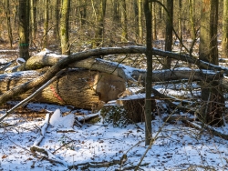 Gefällte Eiche an der Ebersbachstraße