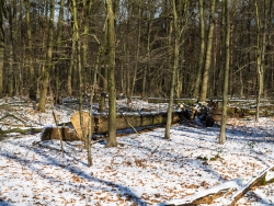 Gefällte Eiche an der Pfalzgrafenstraße