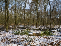 Gefällte Eiche 200 m nördlich der Pfalzgrafenstraße