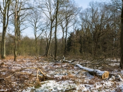 Gefällte Eiche 200 m nördlich der Pfalzgrafenstraße