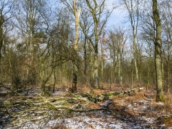 Gefällte Eiche 200 m nördlich der Pfalzgrafenstraße