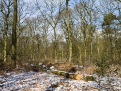 Gefällte Eiche 200 m nördlich der Pfalzgrafenstraße