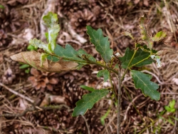 Bonsai-Eiche mit mehrfach verbissenen Leit- und Seitentrieben