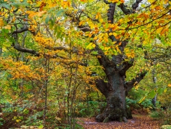 mehrere hundert Jahre alte Eiche  im Nordwesten des Großen Vilm